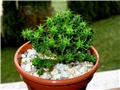 Euphorbia fimbriata